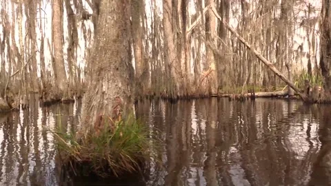Louisiana swamp cypress tracking shot Stock Footage