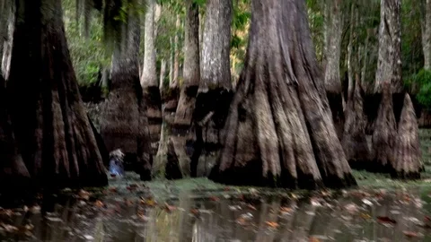 Louisiana Swamp Cypress Trees Video Stock Footage