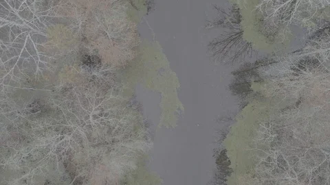 Louisiana Swamp Video stock 101994652