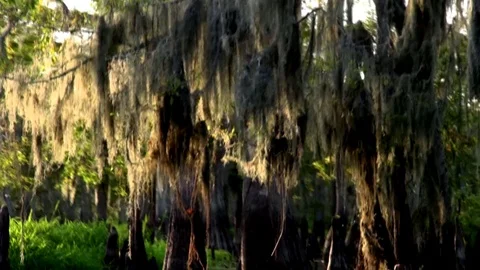 Louisiana Swamp Scene with Cypress Trees Stock Footage