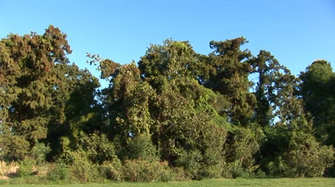 Louisiana Trees Stock Footage 33129106