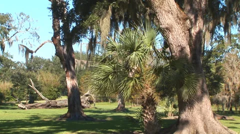 Louisiana Trees Video stock 33130421