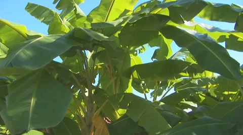 Louisiana Trees Stock Footage 33130430