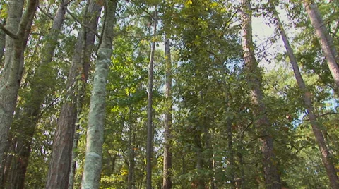 Louisiana Trees Stock Footage 33604323