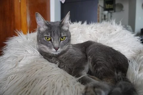 Lounging Cat 스톡 사진