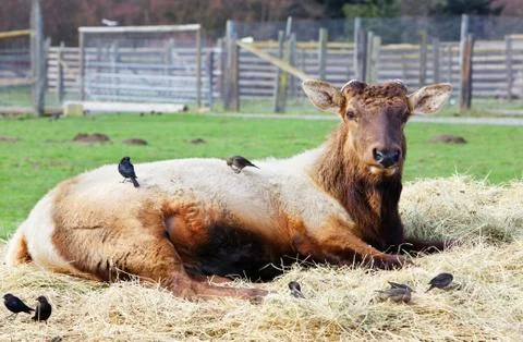 Lounging elk Stock Photos