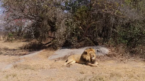 Lounging Lion Stock Footage 43839733
