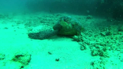 Lounging Turtle Stock Footage 305731586