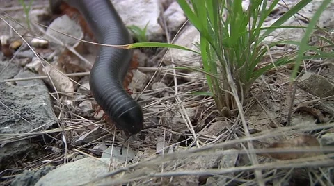 Louse cobra Stock Footage 50563347