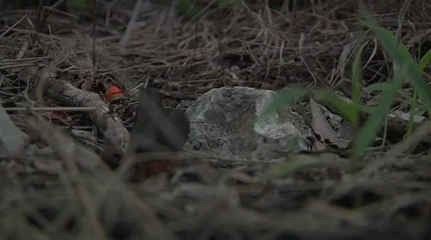 Louse cobra Stock Footage 50563373