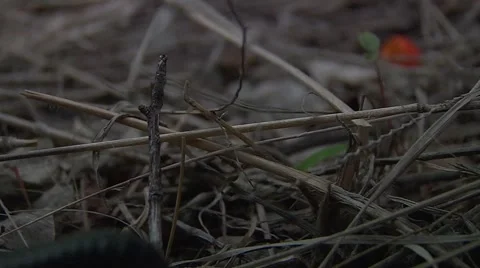 Louse cobra Video stock 50563437