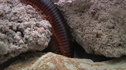 Louse cobra in rock Stock Footage 50563365