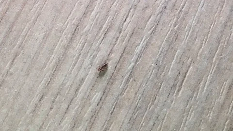 Louse - a parasite of man Stock-Footage 127110428