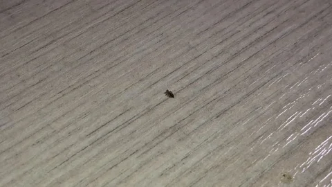 Louse - a parasite of man Video stock 127110455