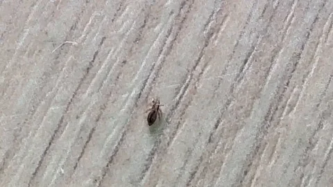 Louse - a parasite of man Video stock 127110490