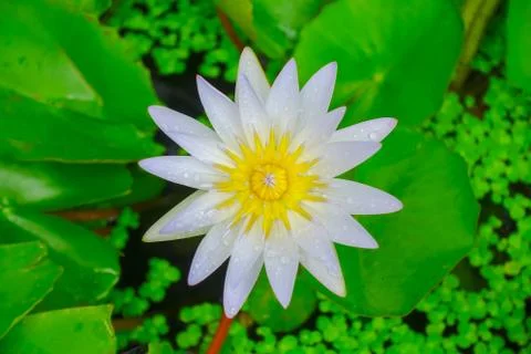 Louts flower Stock Photos