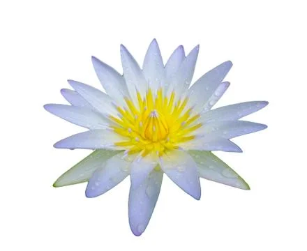 Louts flower Stock Photos