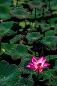 Loutusflower Stock Photos