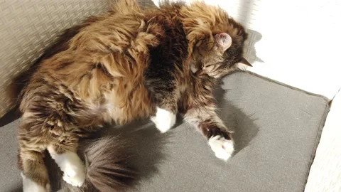 Lovable brown tabby cat of siberian breed in a garden 動画素材 143668356