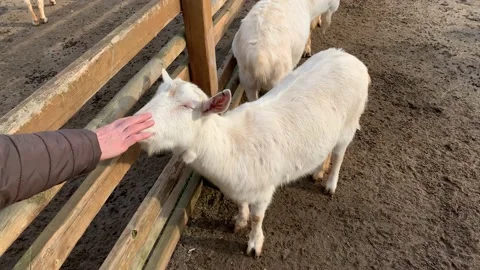 A lovable goat at the zoo Stock Footage 171928760