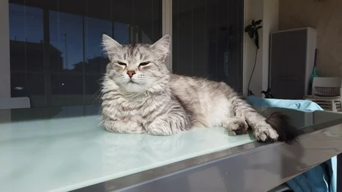 Lovable gray cat enjoys the sun in the garden Vídeo Stock 126237220