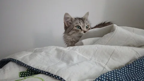 Lovable long haired cat in the house, siberian breed Vídeo Stock 128209934