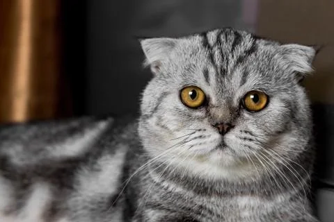 Lovable scottish fold cat. Stock Photos