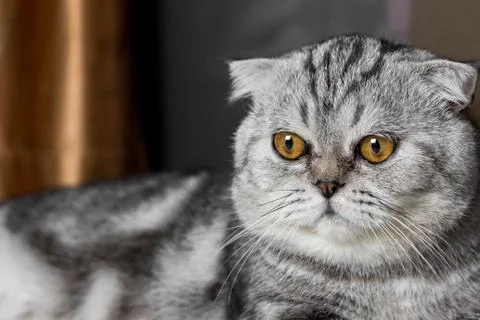 Lovable scottish fold cat. Stock Photos