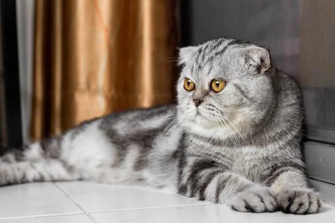 Lovable scottish fold cat. Stock Photos