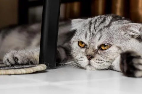 Lovable scottish fold cat. Stock Photos