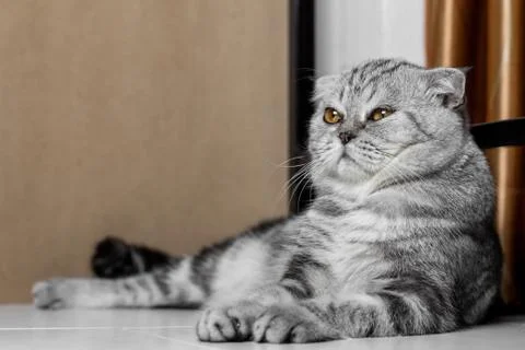 Lovable scottish fold cat. Stock Photos