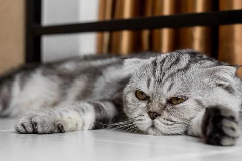 Lovable scottish fold cat. Stock Photos