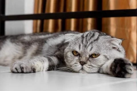 Lovable scottish fold cat. Stock Photos