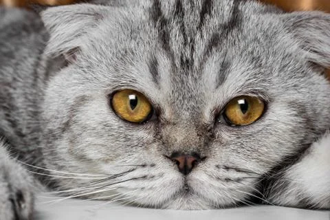 Lovable scottish fold cat. Stock Photos