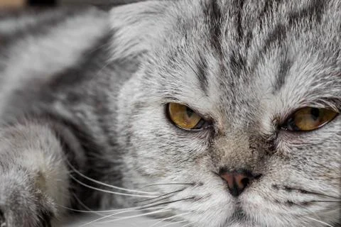 Lovable scottish fold cat. Stock Photos