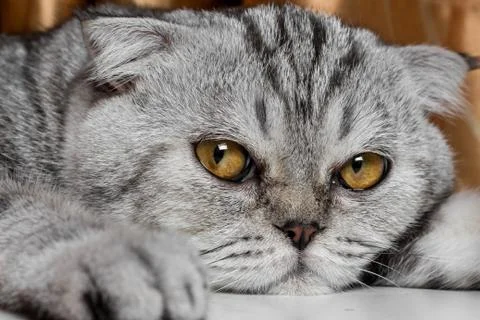 Lovable scottish fold cat. Stock Photos