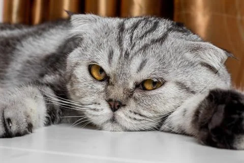 Lovable scottish fold cat. Stock Photos