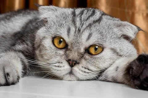 Lovable scottish fold cat. Stock Photos