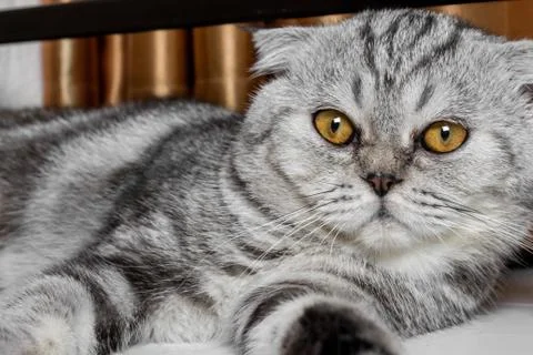 Lovable scottish fold cat. Stock Photos