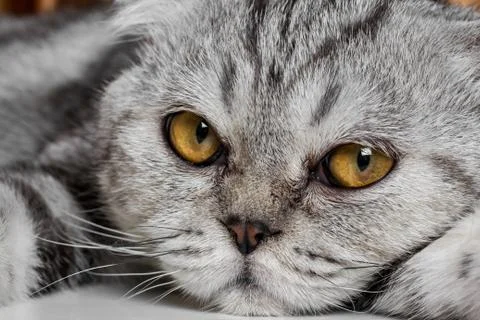 Lovable scottish fold cat. Stock Photos