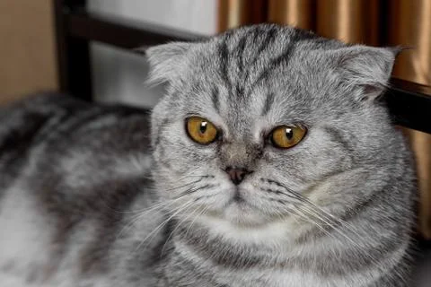 Lovable scottish fold cat. Stock Photos