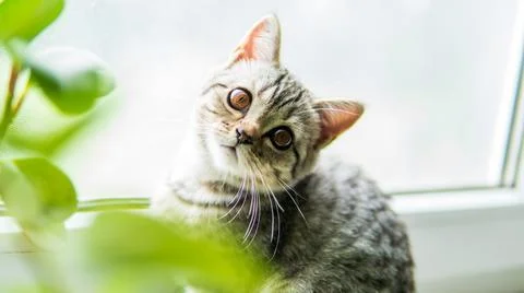 Lovable scottish fold cat window plant happy Stock Photos