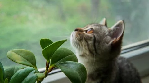Lovable scottish fold cat window plant happy Stock Photos
