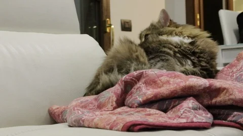 Lovable siberian cat in relax on a sofa Vídeo Stock 125535059