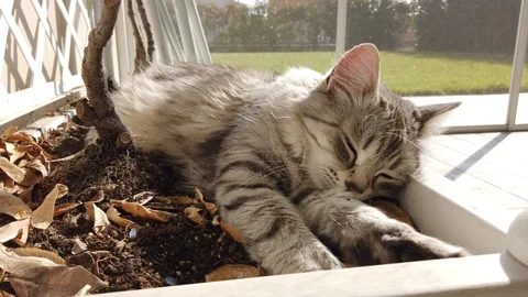 Lovable silver cat lying in relax outdoor Vídeo Stock 126274014