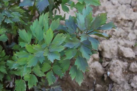 Lovage in the garden Stock Photos
