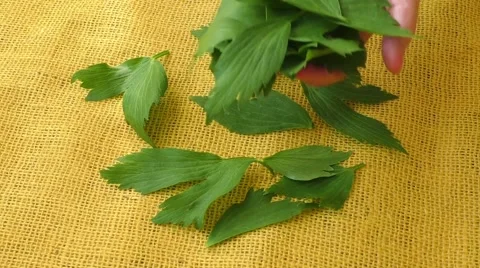 Lovage herb on yellow background. Culinary aromatic herbs Video stock 65251674