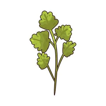 Lovage illustration Stock Illustration