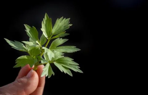 Lovage leaf isolated on black background Stock Photos