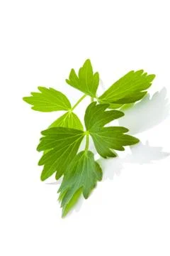 Lovage leaf. Stock Photos